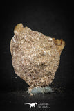 88196 - Top Rare 0.90 Inch Rooted Stephanodus Tooth Cretaceous