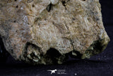 20573 - Museum Grade 3.38 Inch Unidentified Theropod Dinosaur Right Premaxillary Cretaceous