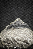 22039 - Well Prepared 2.67 Inch Morocconites malladoides Middle Devonian
