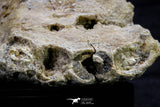 20573 - Museum Grade 3.38 Inch Unidentified Theropod Dinosaur Right Premaxillary Cretaceous