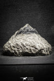 22039 - Well Prepared 2.67 Inch Morocconites malladoides Middle Devonian
