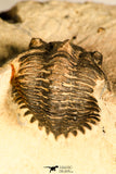 30744 - Beautiful 1.20 Inch Metacanthina issoumourensis Lower Devonian