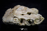 20573 - Museum Grade 3.38 Inch Unidentified Theropod Dinosaur Right Premaxillary Cretaceous