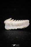 05008 - Beautiful Well Preserved 0.59 Inch Hexanchus microdon Shark Tooth
