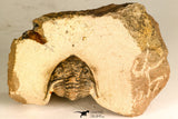 30744 - Beautiful 1.20 Inch Metacanthina issoumourensis Lower Devonian