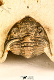 30744 - Beautiful 1.20 Inch Metacanthina issoumourensis Lower Devonian