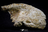 20573 - Museum Grade 3.38 Inch Unidentified Theropod Dinosaur Right Premaxillary Cretaceous