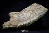 20573 - Museum Grade 3.38 Inch Unidentified Theropod Dinosaur Right Premaxillary Cretaceous