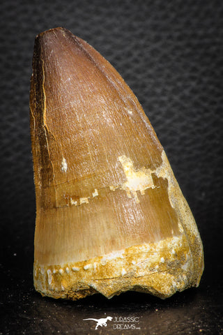 07665 - Well Preserved 2.58 Inch Mosasaur (Prognathodon anceps) Tooth