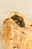 30744 - Beautiful 1.20 Inch Metacanthina issoumourensis Lower Devonian