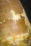 07665 - Well Preserved 2.58 Inch Mosasaur (Prognathodon anceps) Tooth