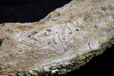 20573 - Museum Grade 3.38 Inch Unidentified Theropod Dinosaur Right Premaxillary Cretaceous