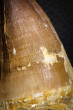 07665 - Well Preserved 2.58 Inch Mosasaur (Prognathodon anceps) Tooth