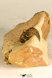 30744 - Beautiful 1.20 Inch Metacanthina issoumourensis Lower Devonian