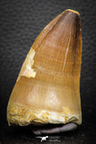 07665 - Well Preserved 2.58 Inch Mosasaur (Prognathodon anceps) Tooth