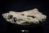 20573 - Museum Grade 3.38 Inch Unidentified Theropod Dinosaur Right Premaxillary Cretaceous