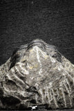 22039 - Well Prepared 2.67 Inch Morocconites malladoides Middle Devonian