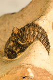 30744 - Beautiful 1.20 Inch Metacanthina issoumourensis Lower Devonian