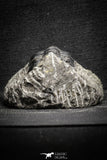 22039 - Well Prepared 2.67 Inch Morocconites malladoides Middle Devonian