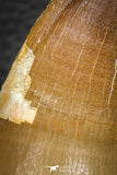 07665 - Well Preserved 2.58 Inch Mosasaur (Prognathodon anceps) Tooth