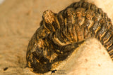 30744 - Beautiful 1.20 Inch Metacanthina issoumourensis Lower Devonian