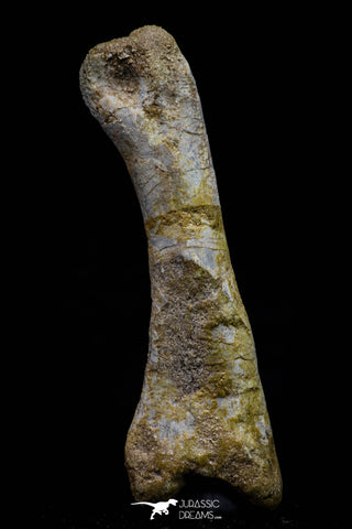 20574 - Great 3.26 Inch Spinosaurus Dinosaur Hand (Manus) Phalanx Bone Cretaceous KemKem