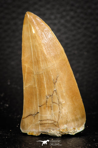 07666 - Top Rare 2.00 Inch Huge Mosasaurus hoffmanni Tooth Late Cretaceous