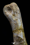 20574 - Great 3.26 Inch Spinosaurus Dinosaur Hand (Manus) Phalanx Bone Cretaceous KemKem