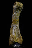 20574 - Great 3.26 Inch Spinosaurus Dinosaur Hand (Manus) Phalanx Bone Cretaceous KemKem