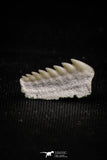 05009 - Beautiful Well Preserved 0.51 Inch Hexanchus microdon Shark Tooth