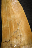 07666 - Top Rare 2.00 Inch Huge Mosasaurus hoffmanni Tooth Late Cretaceous