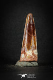 88185 - Top Beautiful Red 1.71 Inch Spinosaurus Dinosaur Tooth Cretaceous