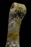 20574 - Great 3.26 Inch Spinosaurus Dinosaur Hand (Manus) Phalanx Bone Cretaceous KemKem