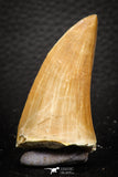 07666 - Top Rare 2.00 Inch Huge Mosasaurus hoffmanni Tooth Late Cretaceous