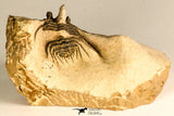 30745 - Beautiful 1.65 Inch Kettneraspis prescheri (Long Occipital Horn) Lower Devonian Trilobite