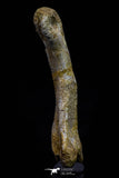 20574 - Great 3.26 Inch Spinosaurus Dinosaur Hand (Manus) Phalanx Bone Cretaceous KemKem