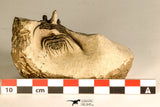 30745 - Beautiful 1.65 Inch Kettneraspis prescheri (Long Occipital Horn) Lower Devonian Trilobite