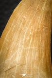 07666 - Top Rare 2.00 Inch Huge Mosasaurus hoffmanni Tooth Late Cretaceous