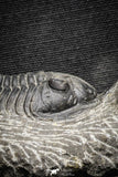22039 - Well Prepared 2.67 Inch Morocconites malladoides Middle Devonian