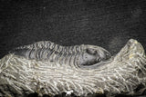 22039 - Well Prepared 2.67 Inch Morocconites malladoides Middle Devonian