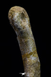 20574 - Great 3.26 Inch Spinosaurus Dinosaur Hand (Manus) Phalanx Bone Cretaceous KemKem