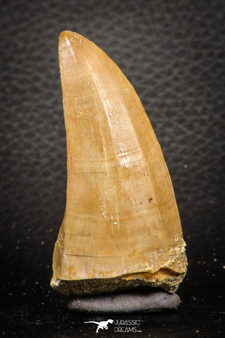 07667 - Top Rare 2.48 Inch Huge Mosasaurus hoffmanni Tooth Late Cretaceous