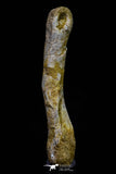 20574 - Great 3.26 Inch Spinosaurus Dinosaur Hand (Manus) Phalanx Bone Cretaceous KemKem