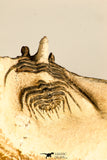 30745 - Beautiful 1.65 Inch Kettneraspis prescheri (Long Occipital Horn) Lower Devonian Trilobite