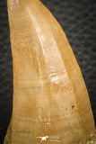 07667 - Top Rare 2.48 Inch Huge Mosasaurus hoffmanni Tooth Late Cretaceous
