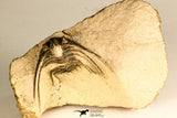 30745 - Beautiful 1.65 Inch Kettneraspis prescheri (Long Occipital Horn) Lower Devonian Trilobite