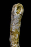 20574 - Great 3.26 Inch Spinosaurus Dinosaur Hand (Manus) Phalanx Bone Cretaceous KemKem
