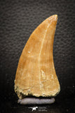 07667 - Top Rare 2.48 Inch Huge Mosasaurus hoffmanni Tooth Late Cretaceous