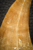 07667 - Top Rare 2.48 Inch Huge Mosasaurus hoffmanni Tooth Late Cretaceous