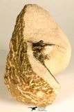 30745 - Beautiful 1.65 Inch Kettneraspis prescheri (Long Occipital Horn) Lower Devonian Trilobite